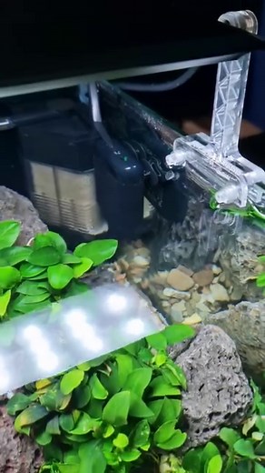 The new Dennerle Heater Constant is so small and easy to use ♨️♨️♨️ Fully electronic control heater for fresh- and saltwater aquaria Temperes the water to 25 °C | 77 °F Ultra-compact design - ideal for nano aquaria Break resistant plastic housing Safe due to electronic overheating protection Follow us: Facebook.com/dennerle ‬ ‪Youtube.com/DennerleGmbH #aquarium #aquariums #aquariumhobby #aquariumfish #aquariumlife #aquariumtank #aquariumsofinstagram #freshwateraquarium #natureaquarium #aquascape