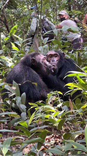 119K views · 3.4K reactions | Chimpanzee contact call the rest of the...