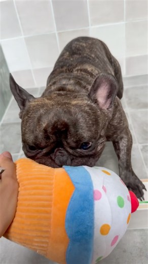 COOKIES PLAYTIME ❤️ #frenchbulldog #frenchie #dogshorts #fyp