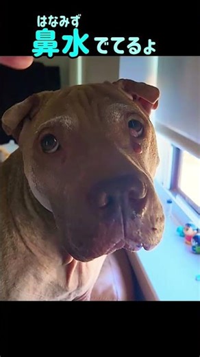 English - Japanese vocabulary that may help you someday 30