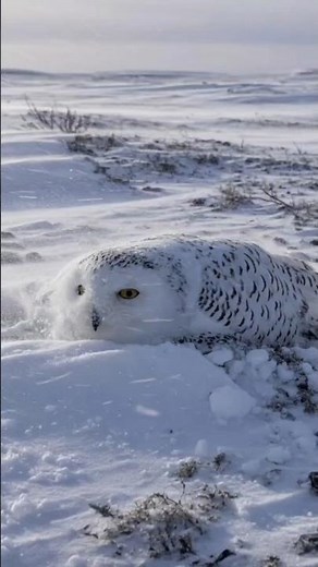 Silent Hunter of the Arctic: The Beauty of the Snowy Owl 🦉❄️#facts #animals