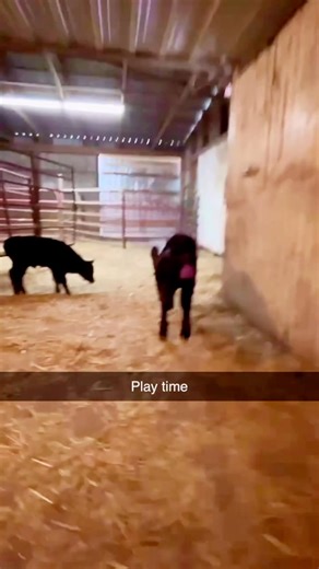 Who’s having more fun?! | Spring Valley Angus