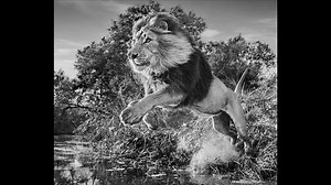 2.4K views · 427 reactions | David Yarrow has established himself as a fine art photographer by documenting the natural world from new perspectives over the last nine years. Follow our YouTube channel to see David’s evocative and immersive photography of life on earth up close. | David Yarrow Photography | Facebook