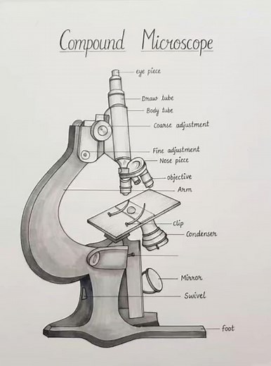 # compound microscope labelled diagram .