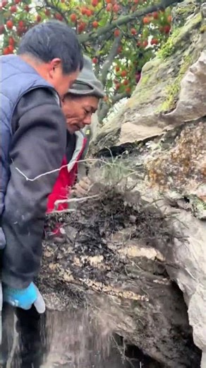 The Process of Artificial Transplantation of Wild Diospyros cathayensis