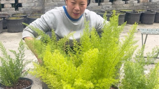 把一堆虎尾天门冬种了，不光好看，根还可以煲汤喝