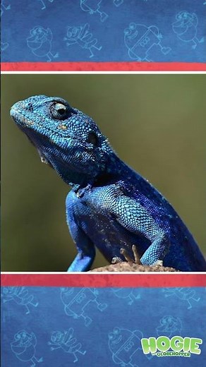 Meet the Colorful Agama Lizard with Hogie #animals #wildlife #kidscartoon
