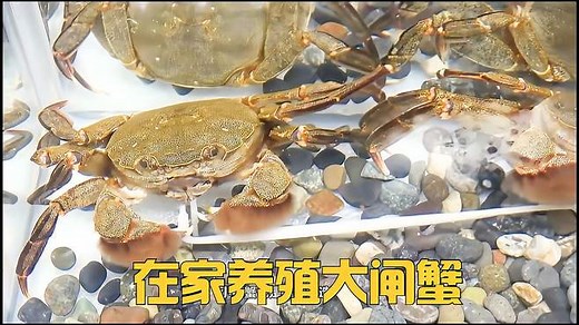 家里的鱼缸也能养螃蟹，沉浸式养大闸蟹全过程