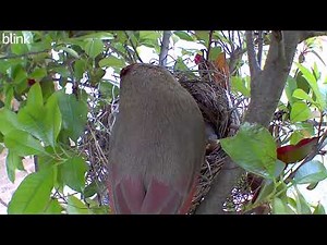Day 6 - All Cardinal Eggs Hatched