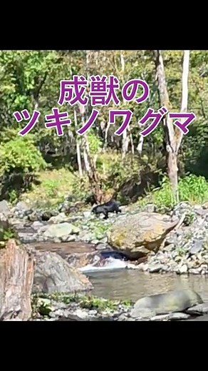 Adult Asiatic black bear #mountainstreamfishing #bear