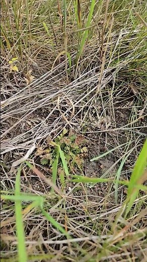 Prairie Smoke (Geum triflorum): Adapting to Dry Conditions