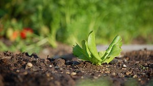 What Are the Major Components of Soil? (From Silt to Loam)
