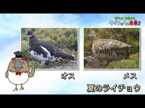 守ろう、つなごう、ライチョウの未来！！「オス・メスの見分け方編」