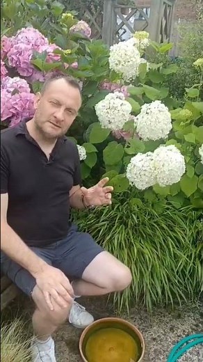 How to Grow Hydrangea 'Annabelle' | Shrubs for Shade | Plants for a White Garden | Gardening Tips