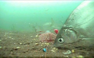 野钓黄尾鲴全天无口，用水下镜头一看，大呼过瘾