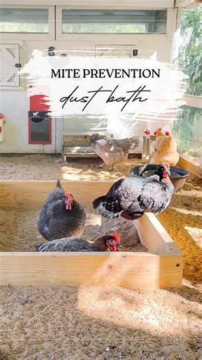 🛁🐓 A good dust bath is one of the best ways to prevent red mites naturally. It helps chickens keep their feathers clean, their skin healthy, and those pesky mites away. We just had red mites show up in our coop (yep, it happens to the best of us), and I shared a video last week on how to treat an infestation. Now I’m showing you the best way to prevent them from ever getting in your coop in the first place! Some chicken keepers go years — even a lifetime — without ever seeing these mites. Prev