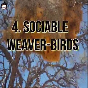 790K views · 454 reactions | 8 animals who are born architects | Facts that will blow your mind | Facebook