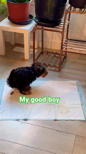 #Yorkie #YorkiePuppy #PottyTraining #PuppyTraining #DogTraining #YorkshireTerrier #CutePuppy #yorkie