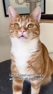 The days after Christmas feel like this… 😹 It’s been a lovely few festive days for the trio! There’s been lots of snuggles, snacks and playtime 🤗 we hope you’ve all had a lovely few days, and are ready for a great weekend! ☺️ #cat #catlife #christmas #funny | Lola and Popps