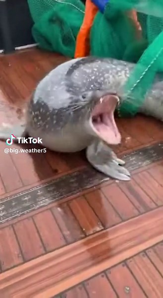 Exploring Ocean Myths: Fisherman's Mermaid Encounters