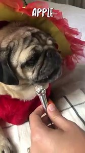 Rating Thanksgiving Veggies (ASMR) | Doug The Pug