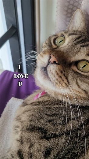 Love you too, my lil boo 😻 Let's share the love - Tag someone who needs to hear this too 💕💞 . . Follow for more sweet kitty cat moments and to see our fun journey training Mocha to be a circus cat. 🎪🤸🏼‍♀️🐾 @mochabengalboo . . #cattraining #enrichment #bengalcat #smartcat #catlovers #iloveyou #cutecatsofinstagram #funnycatsofinstagram | Mocha the Bengal Circus Cat - Petfluencer & UGC Creator