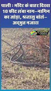 पाली : मंदिर के बाहर दिखा 10 फीट लंबा नाग-नागिन का जोड़ा, श्रद्धालु बोले— अद्भुत नजारा
