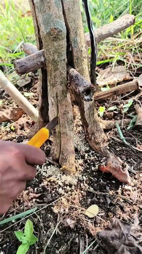 How to Develop Strong Roots 🌿 | Root Development & Plant Propagation