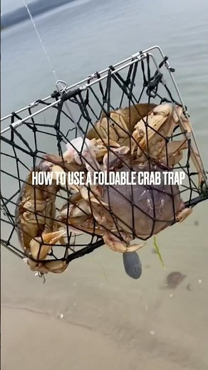 How to Use a Foldable Crab Trap to Catch Dungeness Crab #crabbing #fishing #fishingvideo #outdoors