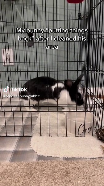 Organizing Everything: Oreo's Road to Recovery 🐰
