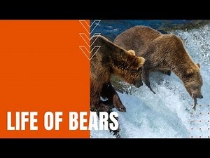 The Life of Bears