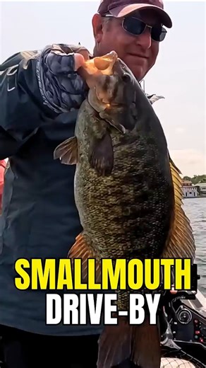Smallmouth Drive-By | St. Lawrence River Swimbait Bite