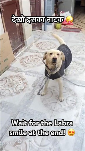 Wait for the Labra smile at the end! 😍 #Shorts#ytshorts #funny #whatthefluffchallenge