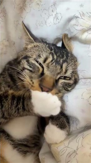 “FUNNIEST Cat Moments EVER 😂 | Hilarious Cats & Crazy Cat Memes #catsoftiktok”