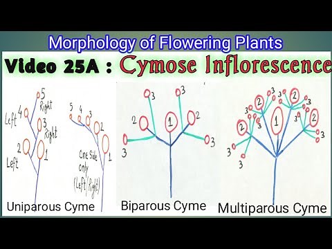 CYMOSE INFLORESCENCE & ITS TYPES || Definite Inflorescence types || Types of Cymose Inflorescence
