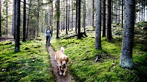 Diese zwölf Regeln von Martin Rütter sollten Sie beachten, wenn Sie ihren Hund ohne Leine laufen lassen