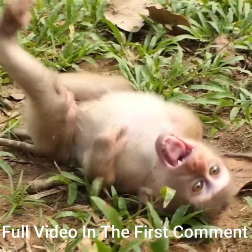 Breaking news! New Abandoned Found in wild That He came with Baby bottle Milk Look Need Rescue | Monkey history 2024