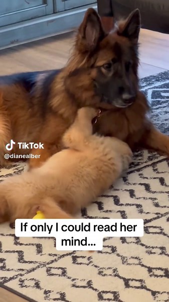 That stare was intense…😳 #goldenretriever #germanshepherd