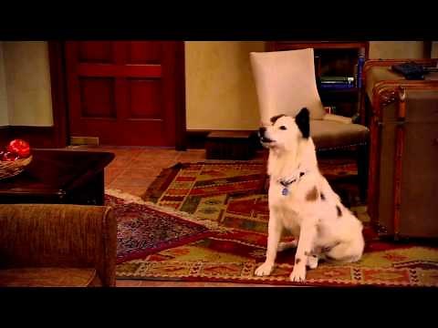 Dog With A Blog - Operation Stan-ing Guard