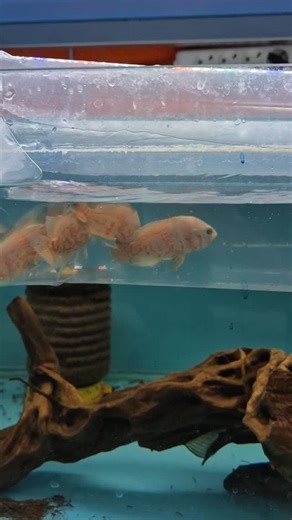 hobihanem on Instagram: "Cichlid - Astronot - Oscar (Astronotus Ocellatus) [Albino] Garra Rufa (Panda) Killifish - Gardneri (Fundulopanchax) Melek (Altum) [Peruvian] [Rio Nanay] Otocinclus Affinis Rainbow Fish - Pseudomugil Gertrudae (Spotted Blue Eye) (Yerli Üretim) Tatlı Su Midyesi Tetra Neon (Siyah) (Negro) (Hyphessobrycon Herbertaxelrodi) Tetra Transgenetik (Kırmızı)"