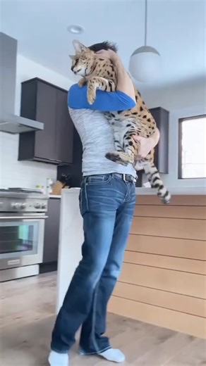 serval mignon #animals #mignon