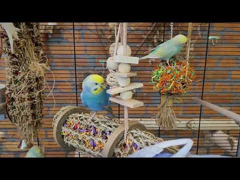 9 hours of budgie singing and calling sounds