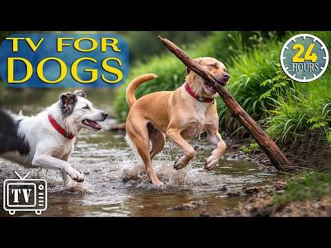Dog TV 24/7: Anxiety Relief Music for Dogs & Engaging Videos for Dogs - Keep Dogs Calm All Day