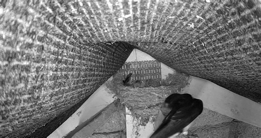 🐦The starling chicks have grown loads and are looking very cute 🪺 And now the swallow is on eggs as well! 🎥 Watch live at www.mwt.im/webcams #TeamWilder Gardenature BBC Springwatch | Manx Wildlife Trust