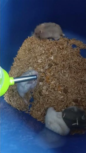 Indonesia is hot #hamster #indonesian #hamsterindonesia