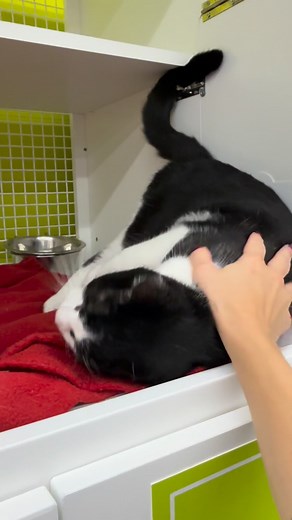 5.6K views · 107 reactions | Don’t forget about our adorable cats up...