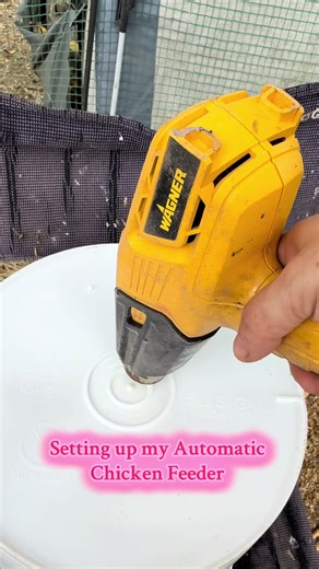 Automatic Chicken Feeder Setup for Happy Chickens
