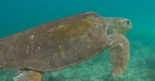 Photographer Helps Save Endangered Sea Turtle After Shark Attack