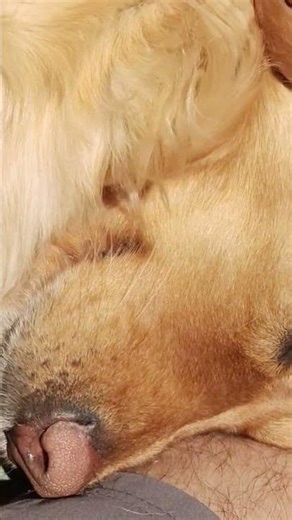 Chanda hai tu mera suraj h tu ❣️😍🐶 #shorts #trending #goldenretriever