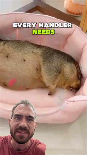 Standard Equipment 🪮 #marmot #tips #science